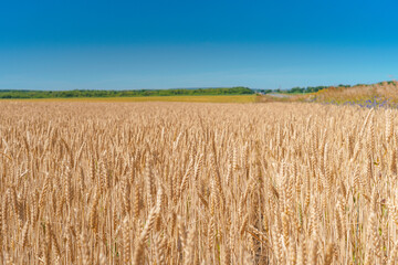 A field of rye or wheat on a Sunny summer day