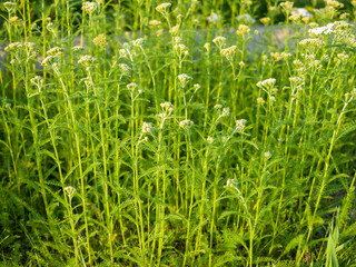 Stems of green grass. Summer sunny evening
