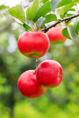 Red apples on the tree.fresh fruits in apple plantation.
