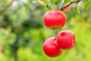 Red apples on the tree.fresh fruits in apple plantation.