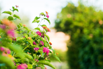 Mediterranean Flower. Close up View with Blurred Background.