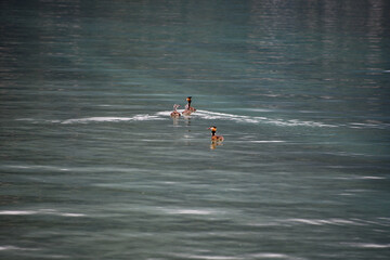 Poule d'eau