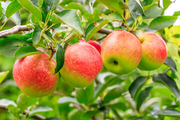 Red apples on the tree.fresh fruits in apple plantation.