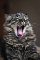 Naklejka na ściany i meble yawning cat