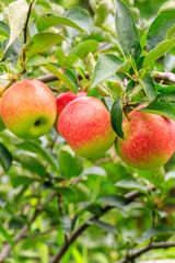 Red apples on the tree.fresh fruits in apple plantation.