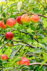 Red apples on the tree.fresh fruits in apple plantation.