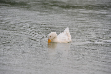 gray ducks swim on the lake during the day, people feed them bread