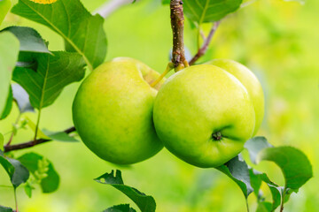 Green apples on the tree.fresh fruits in apple plantation.