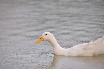 gray ducks swim on the lake during the day, people feed them bread