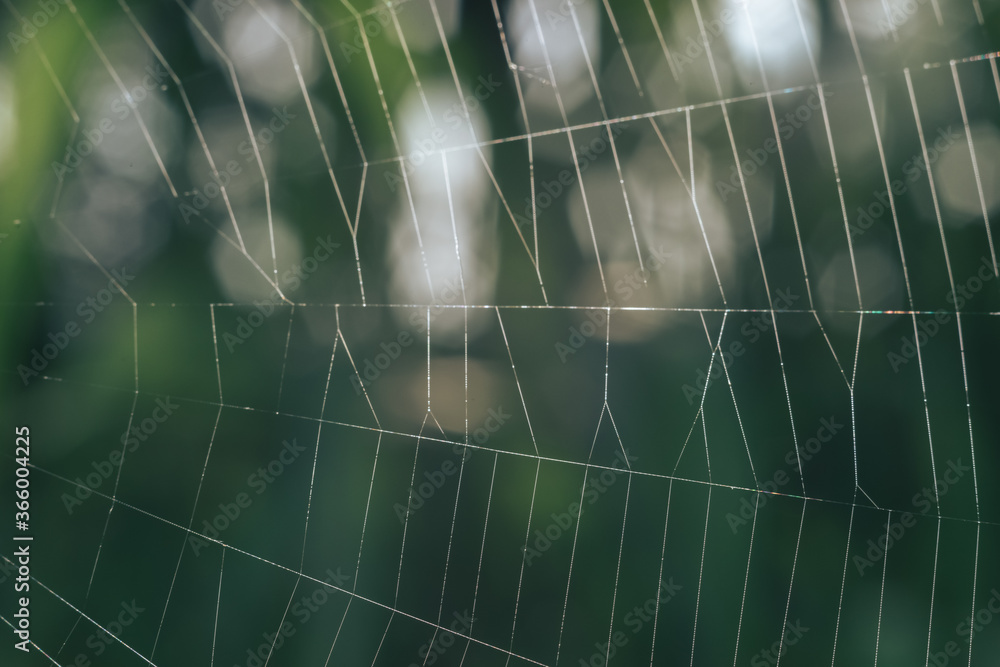 Poster cobweb or spider's web against a natural background, dew on a spider .