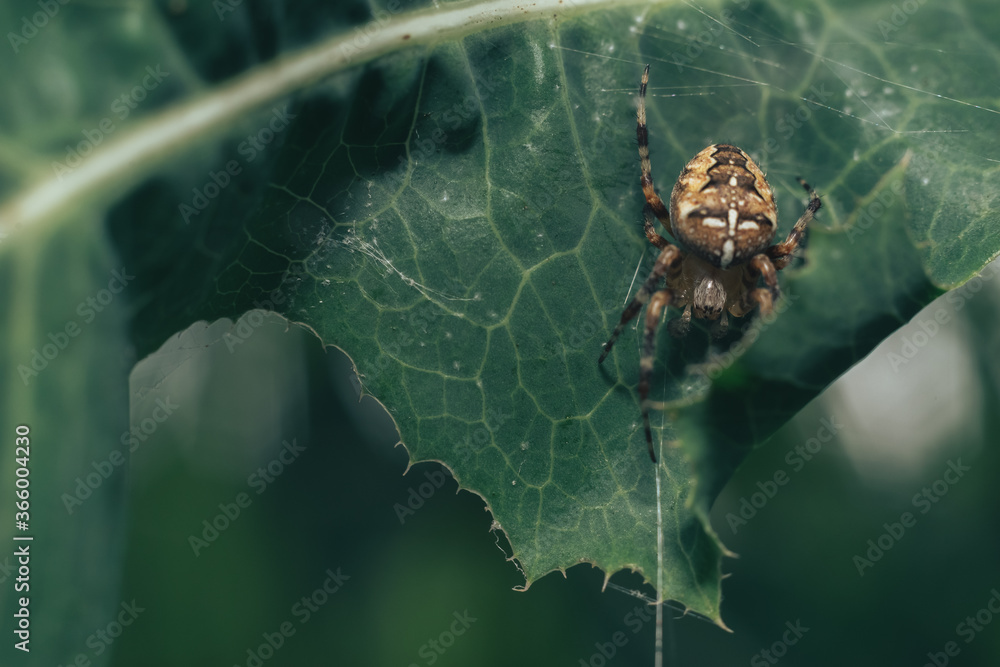 Aufkleber cobweb or spider's web against a natural background, dew on a spider .