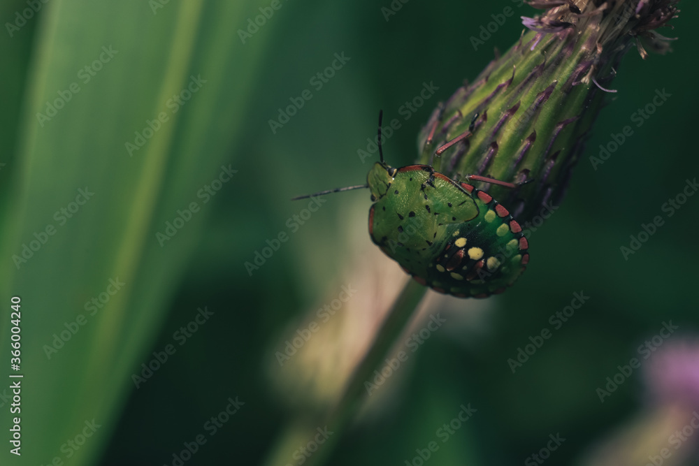 Poster Close Up of linen skin stink bug on the green leaf, The brown marmorated stink bug is an insect in the family Pentatomidae..Nature background pattern texture for design.