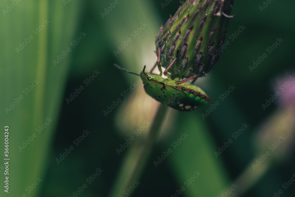 Poster Close Up of linen skin stink bug on the green leaf, The brown marmorated stink bug is an insect in the family Pentatomidae..Nature background pattern texture for design.