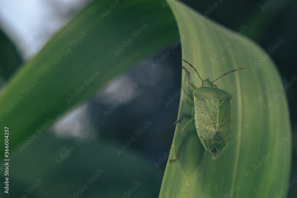 Poster Close Up of linen skin stink bug on the green leaf, The brown marmorated stink bug is an insect in the family Pentatomidae..Nature background pattern texture for design.