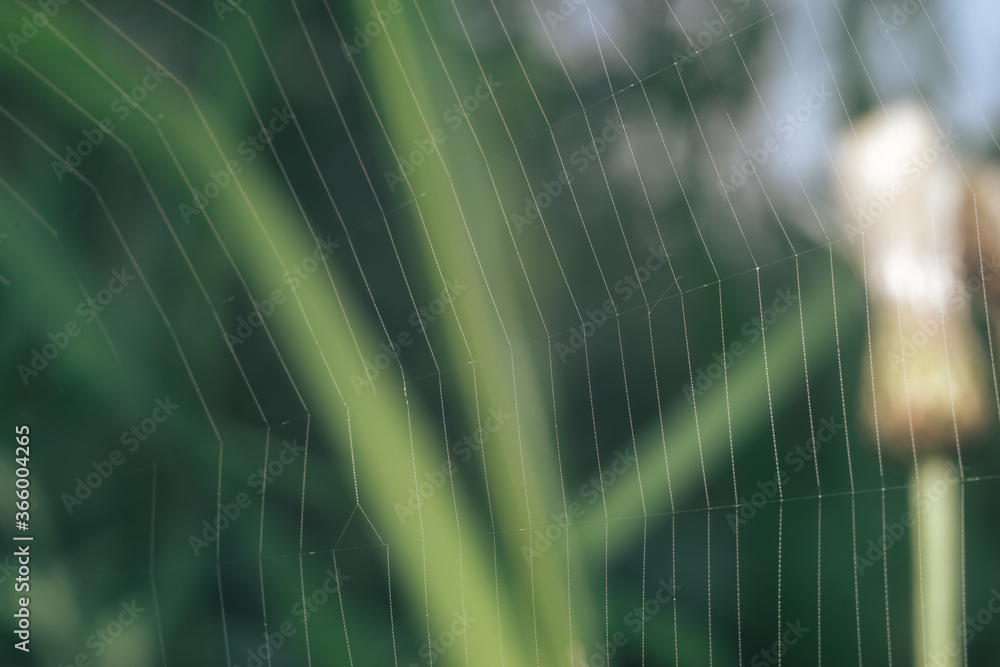 Poster cobweb or spider's web against a natural background, dew on a spider .