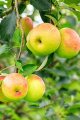 Green apples on the tree.fresh fruits in apple plantation.