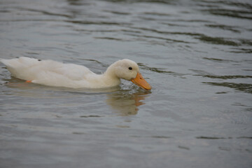 gray ducks swim on the lake during the day, people feed them bread