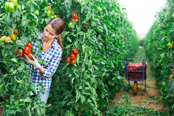 Focused woman garden worker gathering harvest of organic plum tomatoes in glasshouse