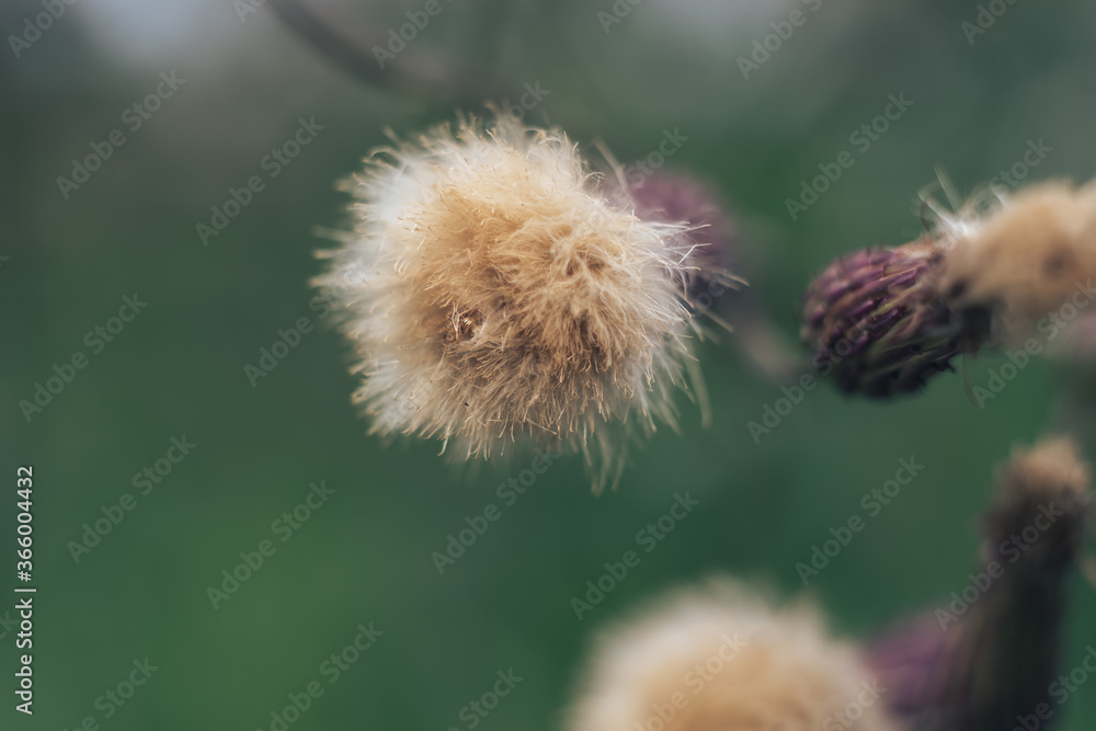 Poster green leaves and purple flowers of a wild greater burdock in summer in the meadow. nature background