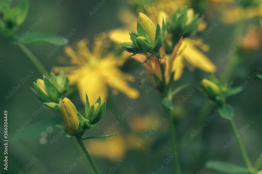 Poster green leaves and yellow flowers of a wild greater burdock in summer in the meadow. nature background