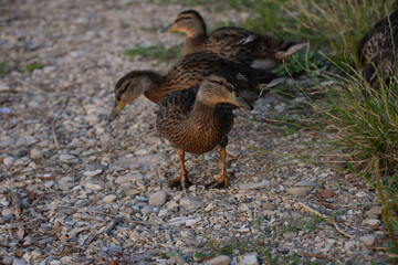 gray ducks swim on the lake during the day, people feed them bread