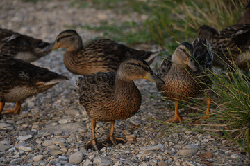 gray ducks swim on the lake during the day, people feed them bread