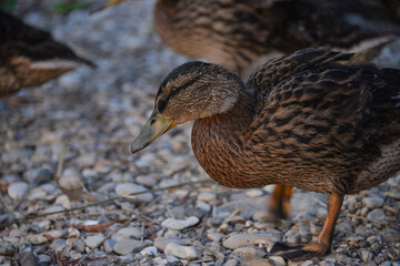 gray ducks swim on the lake during the day, people feed them bread