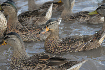 gray ducks swim on the lake during the day, people feed them bread