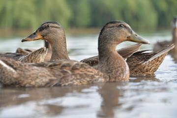 gray ducks swim on the lake during the day, people feed them bread