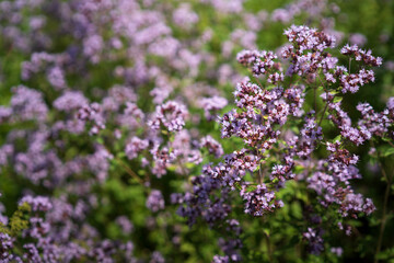 Obraz premium Purple oregano flowers close up