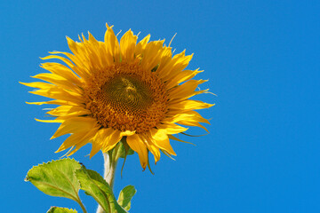Sunflower close up in a field on a summer day against a blue sky