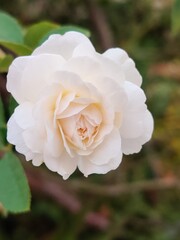 #flower #nature #beautiful #yellow #white #plant