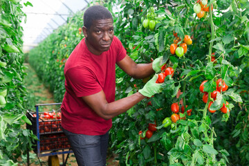 Focused african american horticulturist working in farm glasshouse, harvesting fresh red tomatoes. Growing of industrial vegetable cultivars