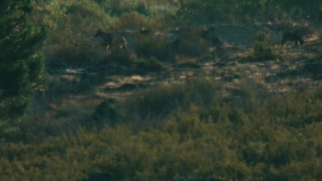 Very long shot of wolf pack with litter