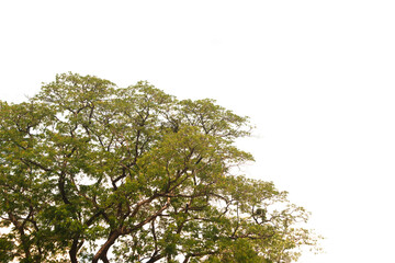 Tropical tree leaves with branches on white isolated background for green foliage backdrop with clipping path...