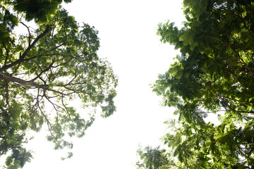 Obraz premium Tropical tree leaves with branches on white isolated background for green foliage backdrop with clipping path...