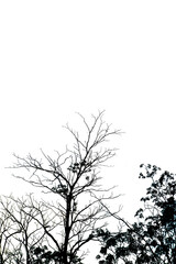 Tropical tree leaves with branches on white isolated background for green foliage backdrop with clipping path...