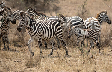 Fototapeta na wymiar A heard of Zebra (Equus quagga) in the later afternoon with a young foal. Tanzania.