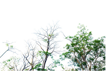 Tropical tree leaves with branches on white isolated background for green foliage backdrop with clipping path...