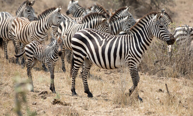 Fototapeta na wymiar A heard of Zebra (Equus quagga) in the later afternoon with a young foal. Tanzania.
