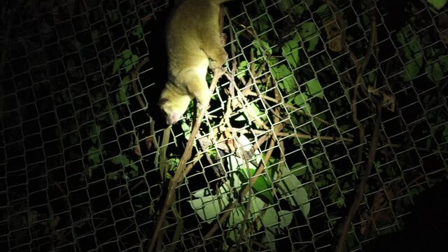 A kinkajou, potos flavus, inside a cage that is licking his mouth after finishing eating
