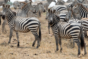 Fototapeta na wymiar A heard of Zebra (Equus quagga) in the later afternoon. Tanzania. 
