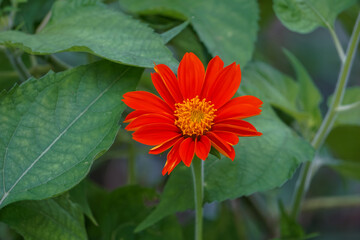 Mexican sunflower is blooming in the garden.