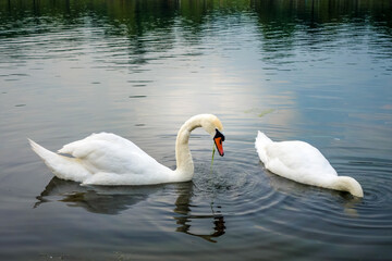 White swan swimming on a pond
