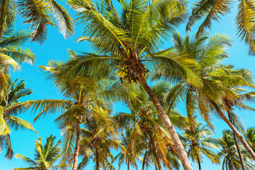 Fototapeta na wymiar Palm trees on sky background in Zanzibar
