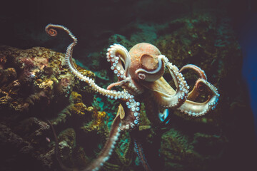 Octopus close-up view