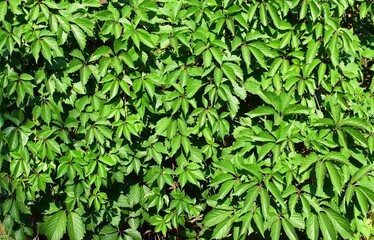 Fototapeta na wymiar Parthenocissus quinquefolia, known as Virginia creeper, Victoria creeper, five-leaved ivy. Green foliage. Natural background.