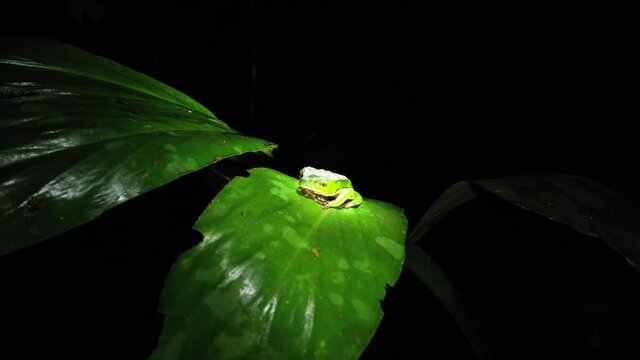 A large green tree frog that is sleeping on a green elongated leaf that slowly waves up and down
