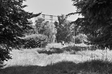 A meadow in the city center. Artistic look in black and white.