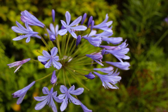 Selective Focus Photo Beautiful Blue Flowers Agapanthus Praecox Or African Lily Flowers.